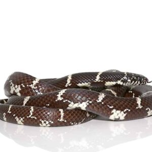 Chain Kingsnake For Sale