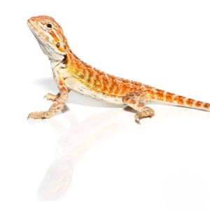 Cinnamon Toast Bearded Dragon For Sale