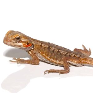 Citrus Silky Bearded Dragon For Sale