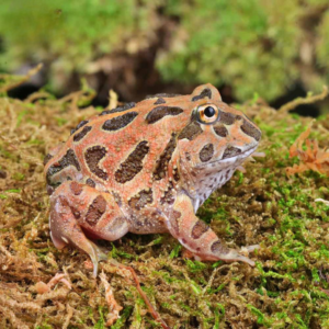 Coffee Pacman Frog For Sale