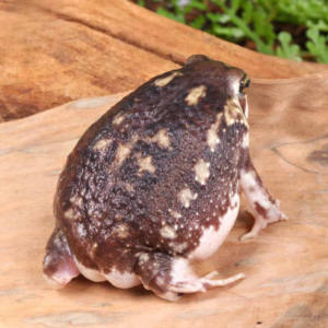 Common Rain Frog For Sale