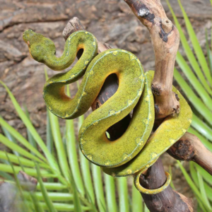 Dorsal Stripe Mite Phase Green Tree Python For Sale