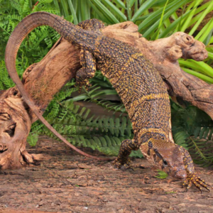 Dumerils Monitor For Sale