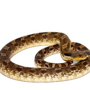 Eastern Hognose Snake For Sale