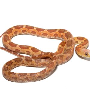 Female 2021 Scaleless Everglades Ratsnake For Sale
