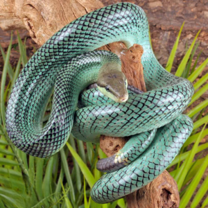 Female Blue Red Tail Green Ratsnake For Sale