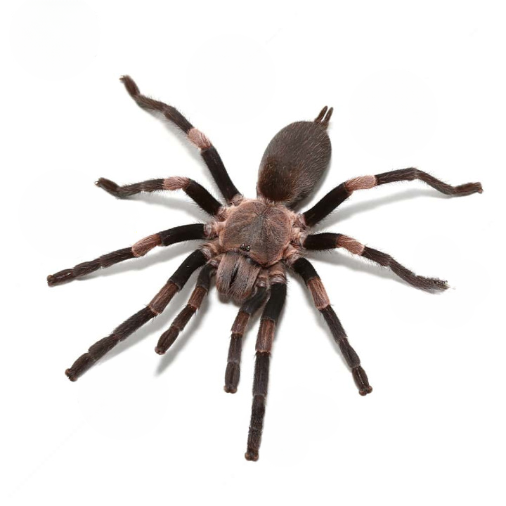 Female Himalayan Earth Tiger Tarantula For Sale