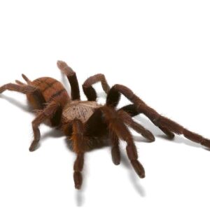 Female Indian Violet Tarantula For Sale