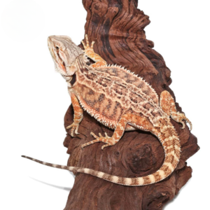 Female Juvenile Mocha Stripe Bearded Dragon For Sale