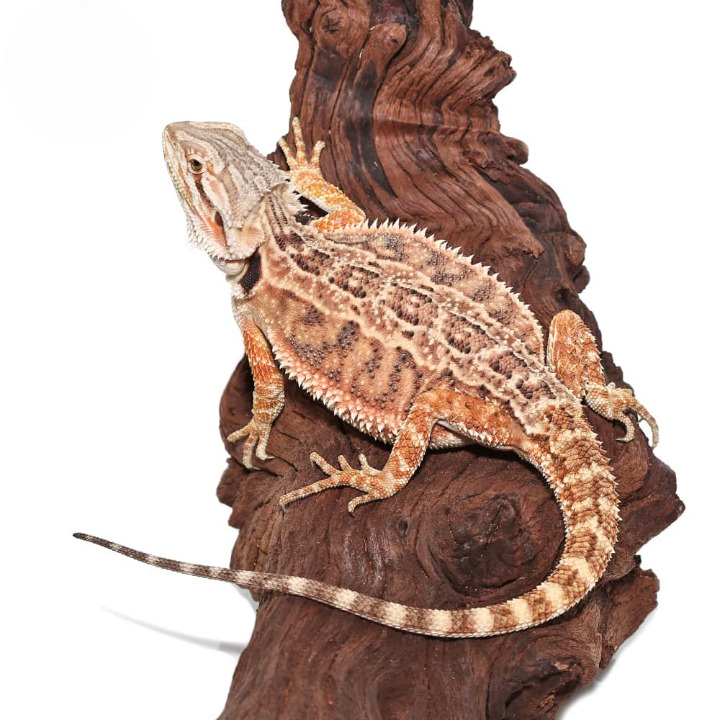 Female Juvenile Mocha Stripe Bearded Dragon For Sale