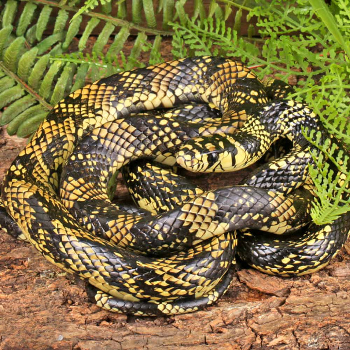 Female Nicaraguan Tiger Ratsnake For Sale