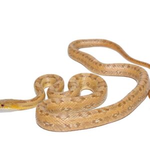 Florida City Yellow Ratsnake For Sale