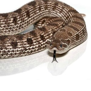 Giant Adult Female Axanthic Western Hognose Snake Grams For Sale