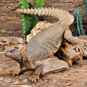 Giant Egyptian Uromastyx For Sale