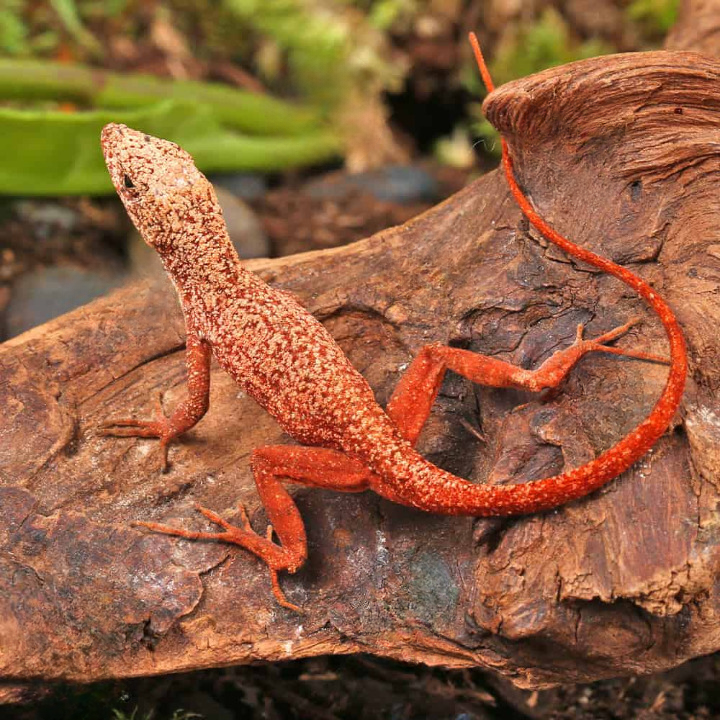 Gold Dust Cherry Anole For Sale