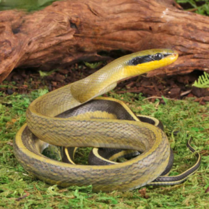 Grabowskis Cave Ratsnake For Sale
