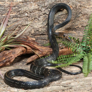 Greater Keeled Ratsnake For Sale