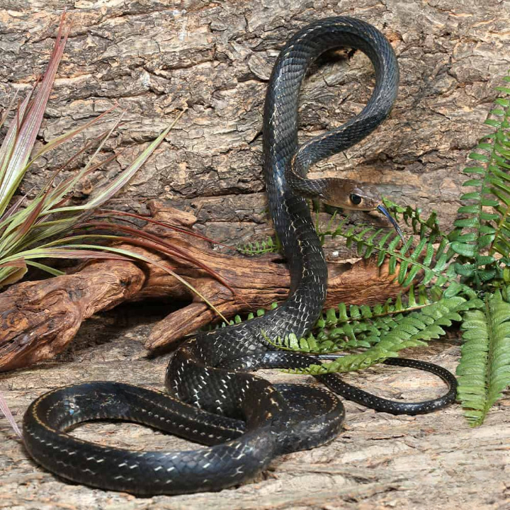 Greater Keeled Ratsnake For Sale