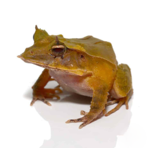 Green Solomon Island Eyelash Frog For Sale