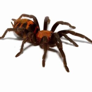 Guatemalan Tiger Rump Tarantula For Sale