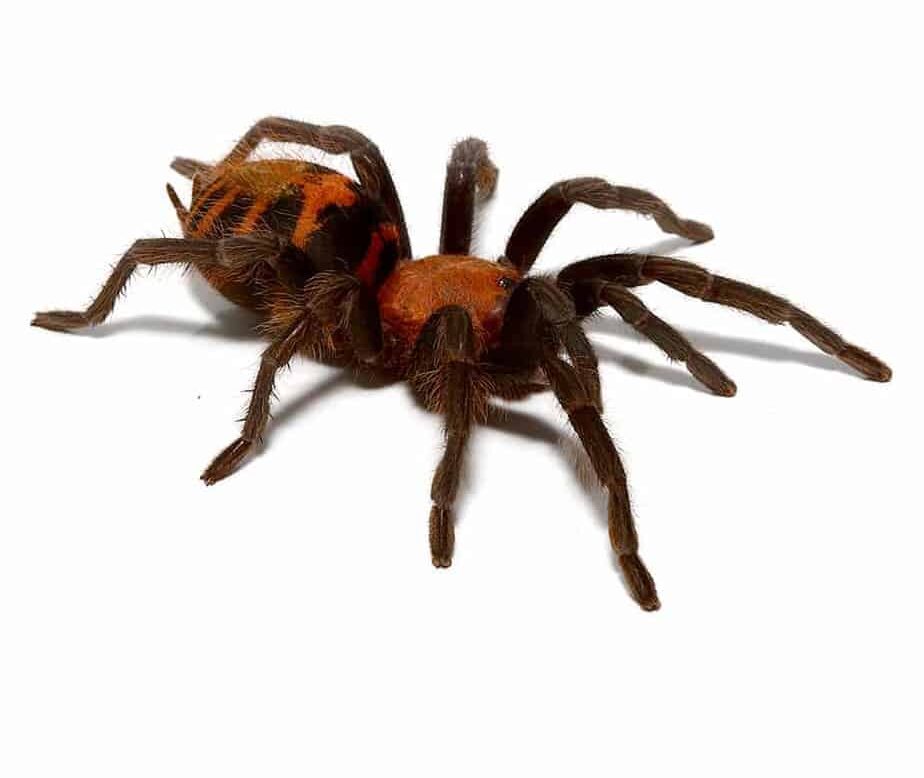 Guatemalan Tiger Rump Tarantula For Sale