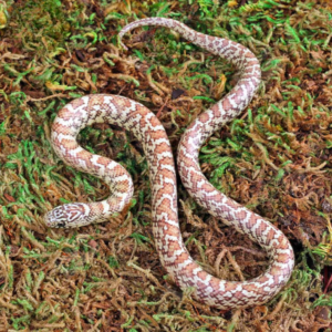 Hyperaxanthic Florida Kingsnake For Sale