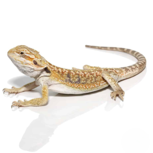 Hypo Blue Bar Dunner Bearded Dragon For Sale