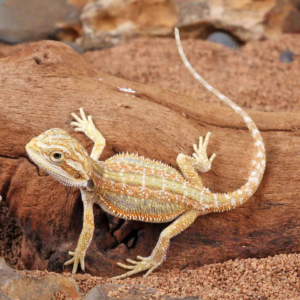 Hypo Dunner Bearded Dragon For Sale