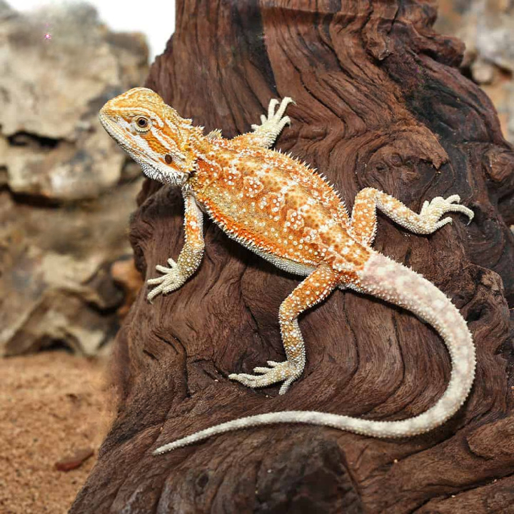 Hypo Inferno Dunner Bearded Dragon For Sale