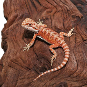 Hypo Inferno Translucent Bearded Dragon For Sale