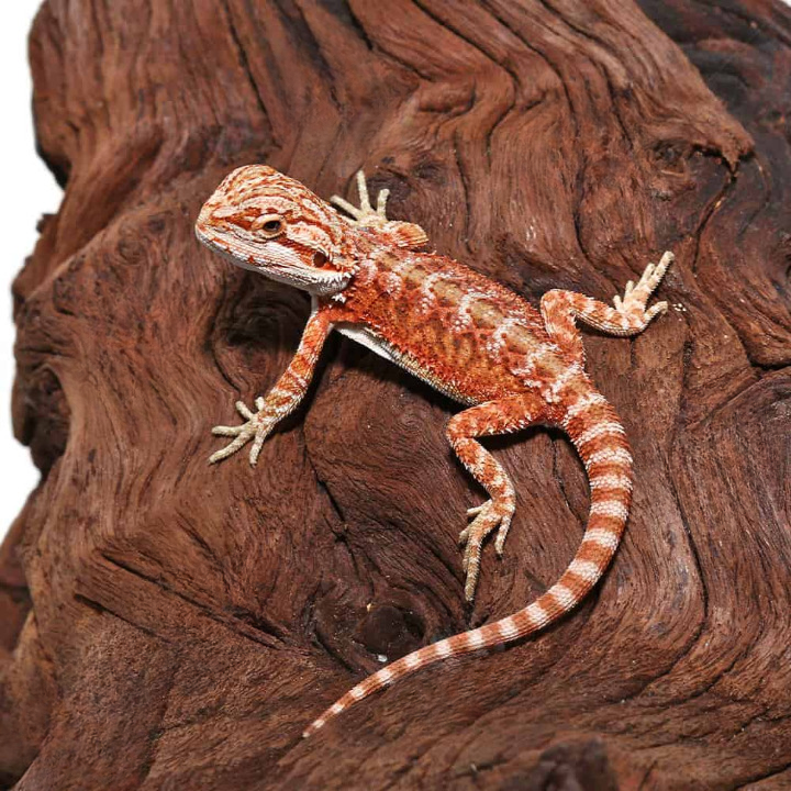 Hypo Inferno Translucent Bearded Dragon For Sale
