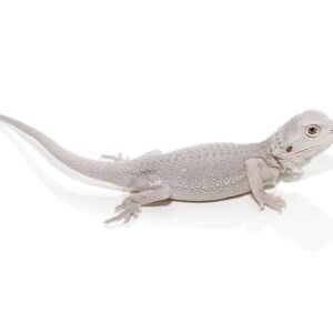 Hypo Zero Bearded Dragon For Sale