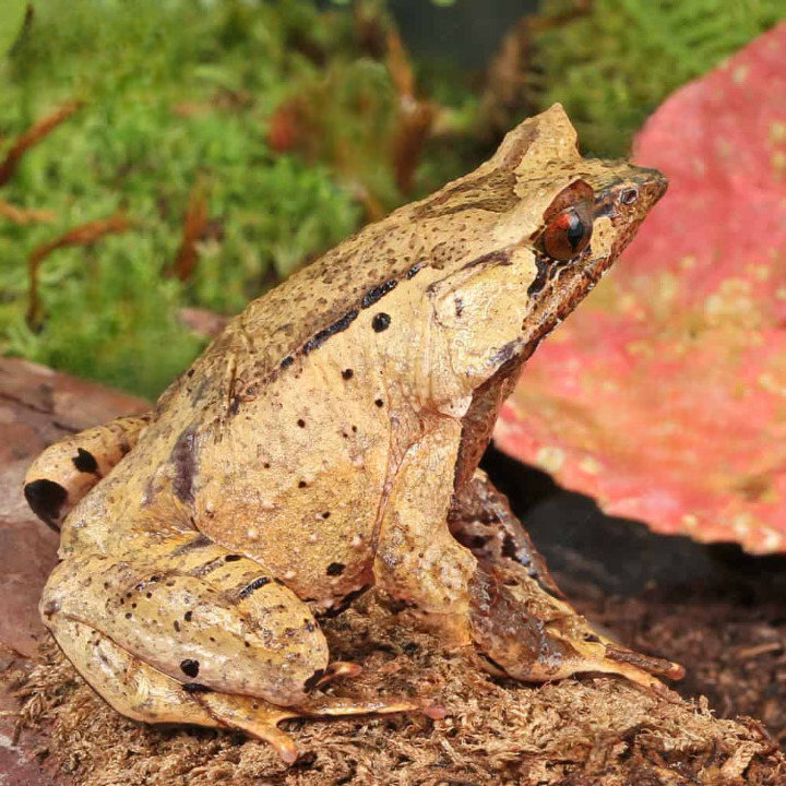 Javan Horned Frog For Sale