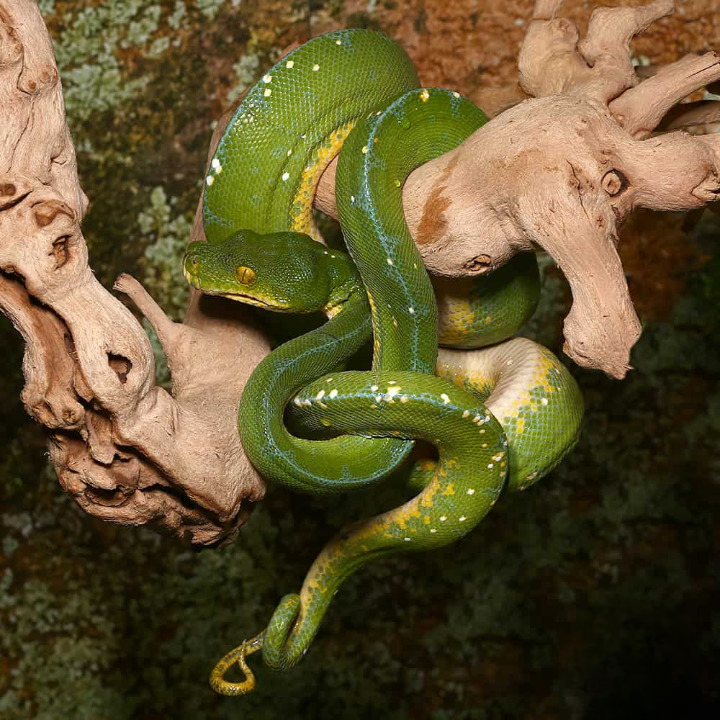 Jayapura Green Tree Python For Sale
