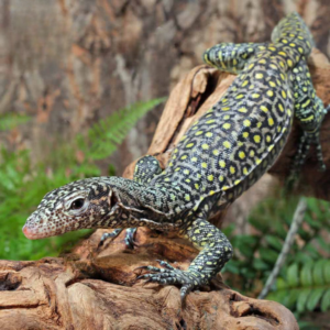 Jayapura Pastel Blue Tail Monitor For Sale