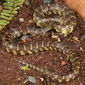 Juvenile Florida Kingsnake For Sale
