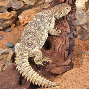 Juvenile Giant Saudi Arabian Uromastyx For Sale