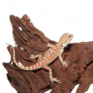 Juvenile Hazelnut Hypo Leatherback Bearded Dragon For Sale
