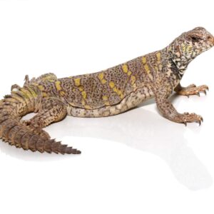 Juvenile Ornate Uromastyx For Sale