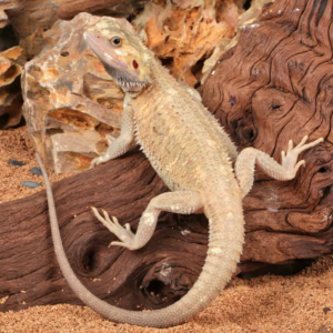 Juvenile Pied Bearded Dragon For Sale