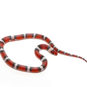 Juvenile Scarlet Snake For Sale