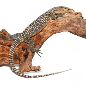 Juvenile Yellow Quince Monitor For Sale