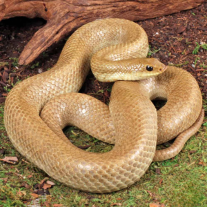 Madagascar Blonde Hognose Snake For Sale