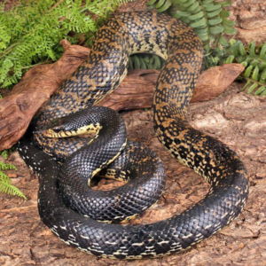 Madagascar Giant Hognose Snake For Sale