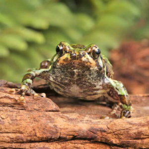 Madagascar Marbled Rain Frog For Sale