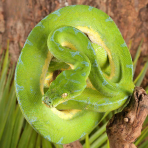 Male Jayapura Green Tree Python For Sale