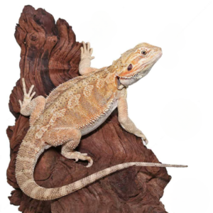Male Juvenile Hypo Citrus Blue Bar Bearded Dragon For Sale