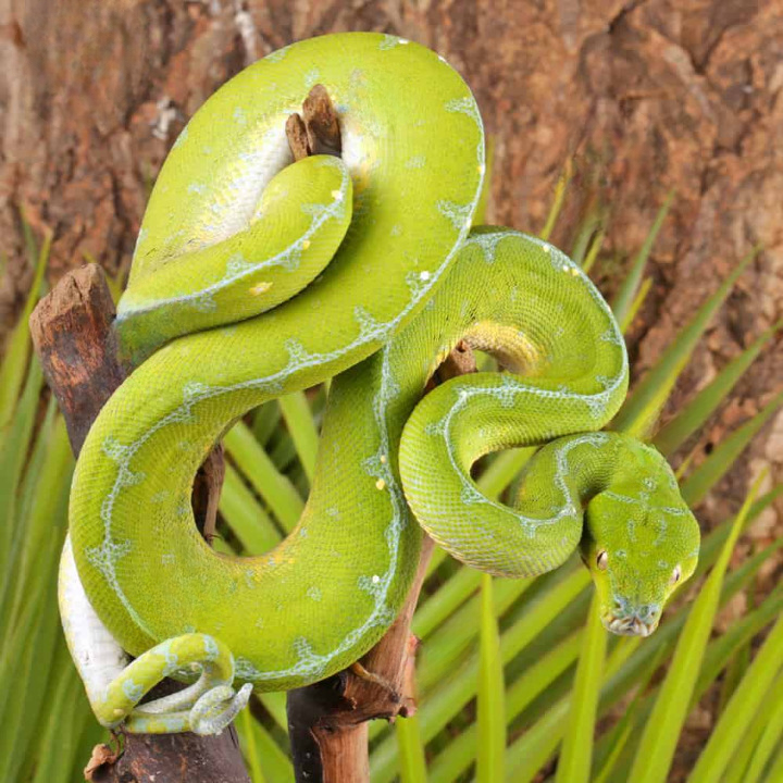 Manokwari Green Tree Python For Sale