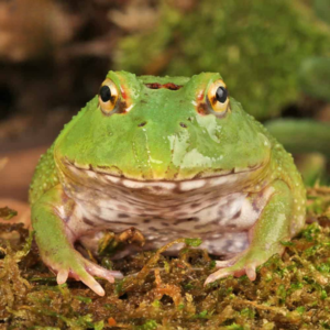 Matcha Pacman Frog For Sale