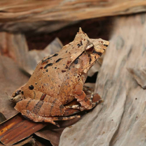 Mossy Oak Solomon Island Eyelash Frog For Sale